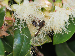 Australozethus tasmaniensis