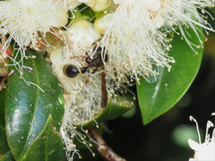 Australozethus tasmaniensis