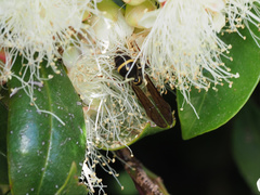 Australozethus tasmaniensis