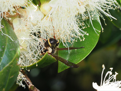 Australozethus tasmaniensis