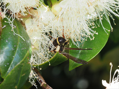 Australozethus tasmaniensis