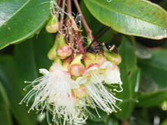Australozethus tasmaniensis