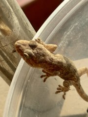 Gekko swinhonis