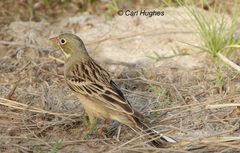Emberiza hortulana