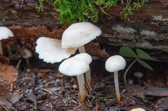 Marasmius wynneae