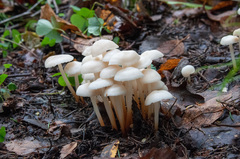 Marasmius wynneae