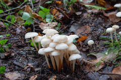 Marasmius wynneae