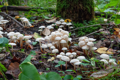 Marasmius wynneae