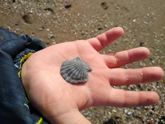 Flexopecten glaber ponticus