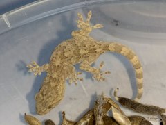 Gekko swinhonis