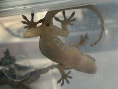 Gekko swinhonis