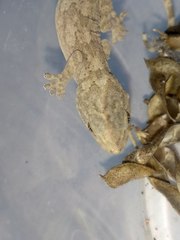 Gekko swinhonis