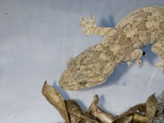 Gekko swinhonis