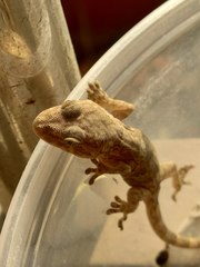 Gekko swinhonis