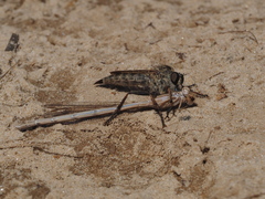 Tolmerus calceatus
