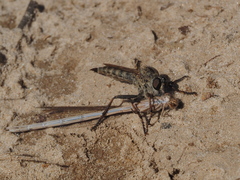 Tolmerus calceatus