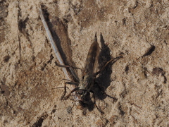 Tolmerus calceatus