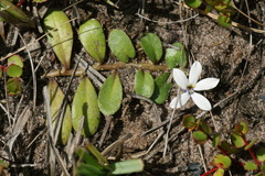 Lobelia surrepens