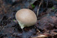 Lycoperdon molle