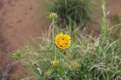 Berkheya discolor