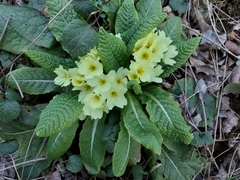 Primula vulgaris