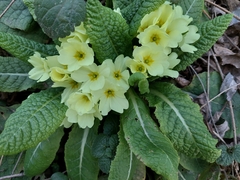 Primula vulgaris