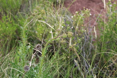 Berkheya discolor