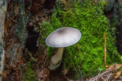 Volvariella caesiotincta