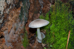 Volvariella caesiotincta