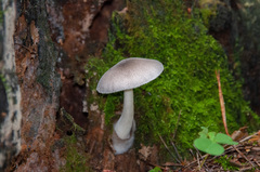 Volvariella caesiotincta