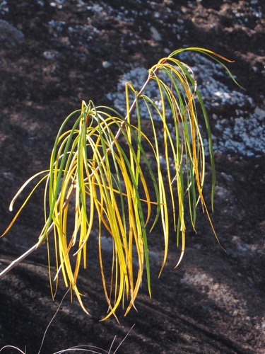 Ischnolepis graminifolia