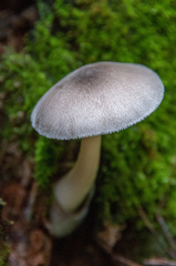 Volvariella caesiotincta