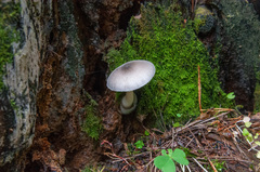 Volvariella caesiotincta