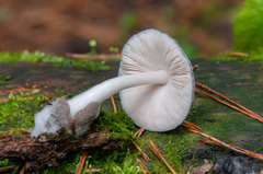 Volvariella caesiotincta
