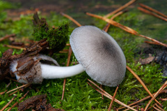 Volvariella caesiotincta