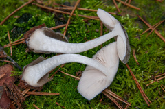 Volvariella caesiotincta