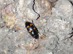 Glischrochilus japonius