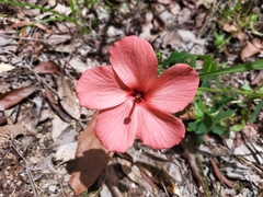 Abelmoschus moschatus tuberosus