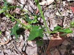 Abelmoschus moschatus tuberosus