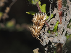 Cynaeda