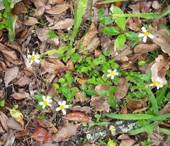 Bidens alba