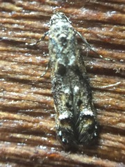Microcolona