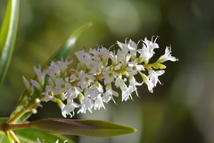 Veronica ligustrifolia