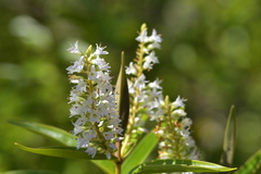 Veronica ligustrifolia