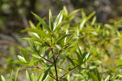 Veronica ligustrifolia