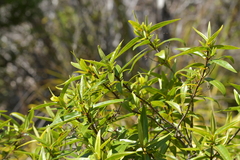 Veronica ligustrifolia