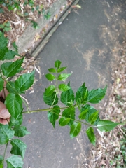 Podranea ricasoliana