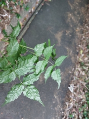 Podranea ricasoliana