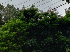 Podranea ricasoliana