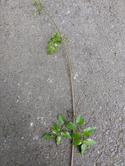 Podranea ricasoliana